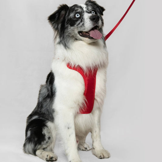 MAX PRO: ARNÉS ERGONÓMICO + CORREA GRATIS - Pets Masters