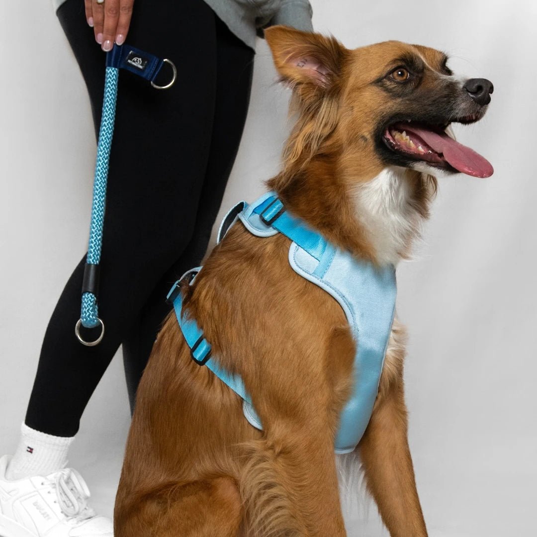 MAX PRO: ARNÉS ERGONÓMICO + CORREA GRATIS - Pets Masters