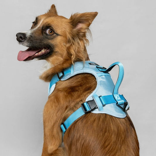 MAX PRO: ARNÉS ERGONÓMICO + CORREA GRATIS - Pets Masters