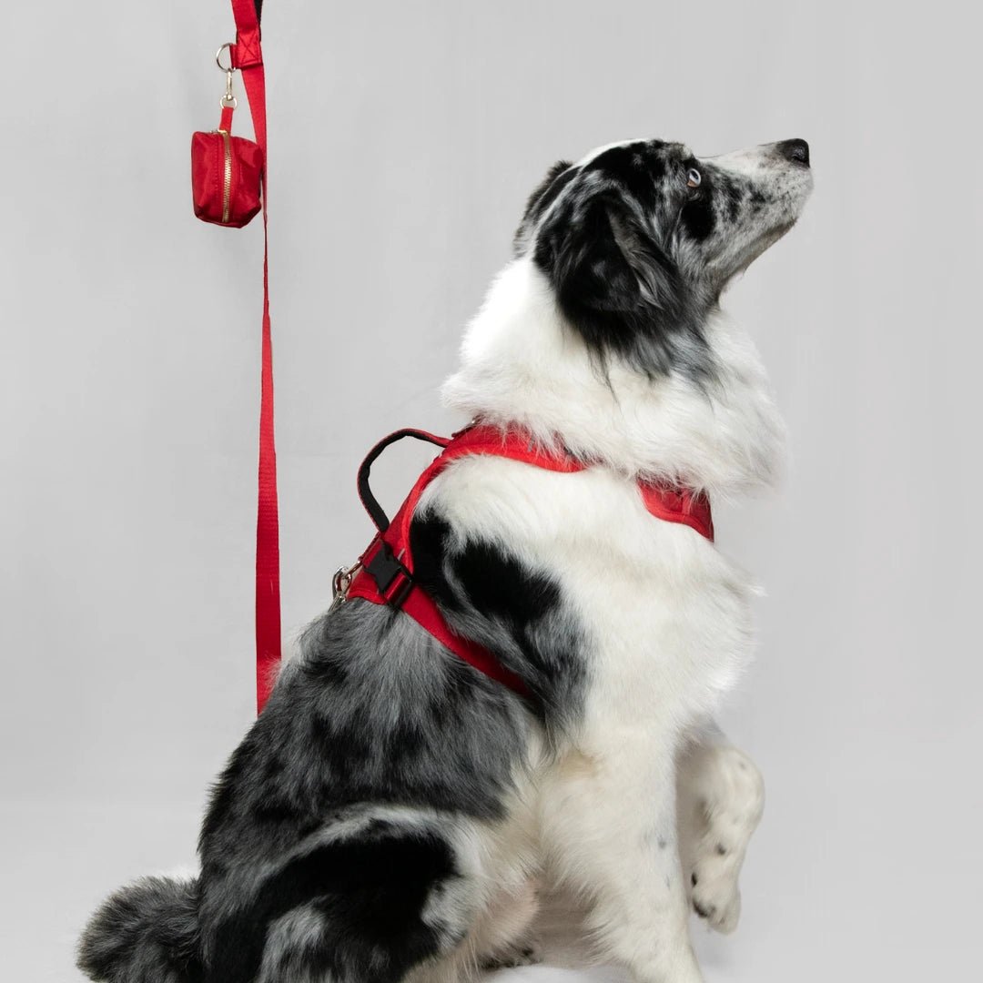 MAX PRO: ARNÉS ERGONÓMICO + CORREA GRATIS - Pets Masters